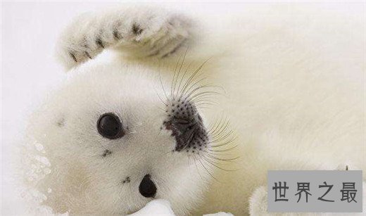 最忠诚的动物妈妈排行,章鱼为了自己的孩子宁愿饿死