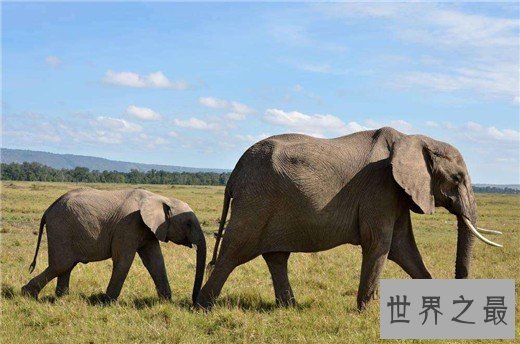 最忠诚的动物妈妈排行,章鱼为了自己的孩子宁愿饿死