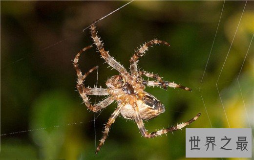 最忠诚的动物妈妈排行,章鱼为了自己的孩子宁愿饿死