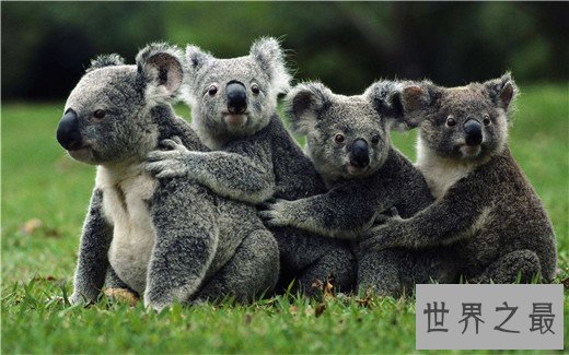 最忠诚的动物妈妈排行,章鱼为了自己的孩子宁愿饿死