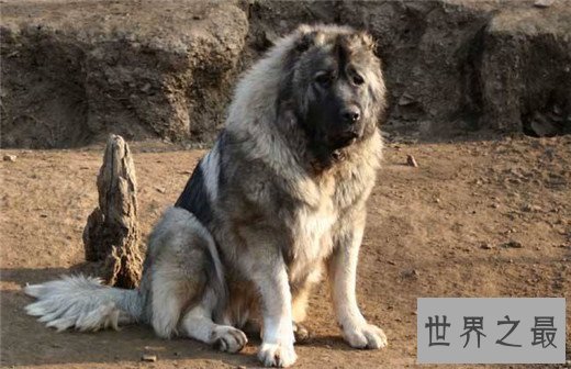 世界上最凶猛的狗排名，比特犬三分钟咬死200斤高加索