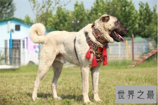 世界上最凶猛的狗排名，比特犬三分钟咬死200斤高加索