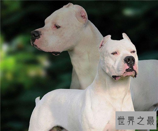 世界上最凶猛的狗排名，比特犬三分钟咬死200斤高加索