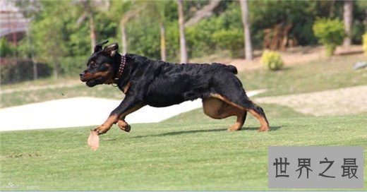 世界上最凶猛的狗排名，比特犬三分钟咬死200斤高加索