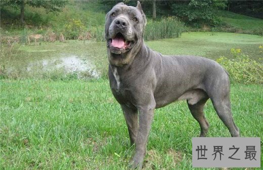 世界上最凶猛的狗排名，比特犬三分钟咬死200斤高加索