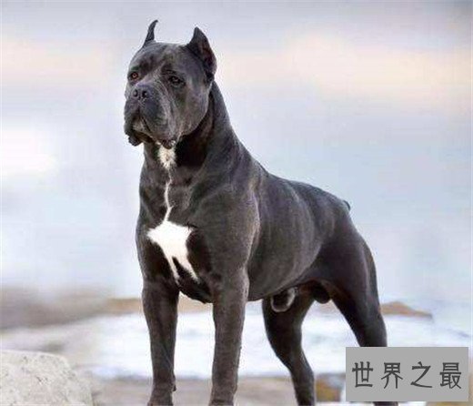 世界上最凶猛的狗排名，比特犬三分钟咬死200斤高加索