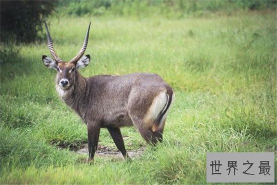 世界上最大的羚羊，一起来走进非洲大羚羊的传奇羊生！