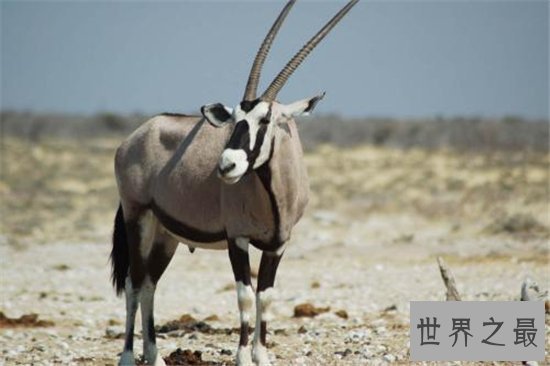 世界上最大的羚羊，一起来走进非洲大羚羊的传奇羊生！
