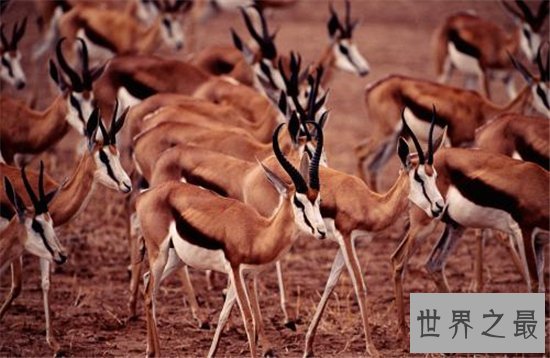 世界上最大的羚羊，一起来走进非洲大羚羊的传奇羊生！