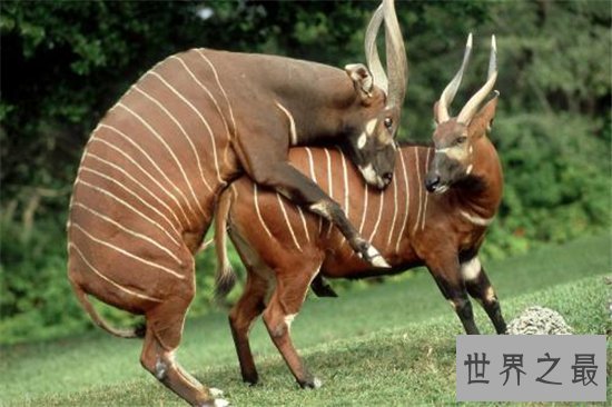 世界上最大的羚羊，一起来走进非洲大羚羊的传奇羊生！