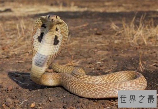 世界十大最危险的动物,短短数秒之内取走一个成年人的性命