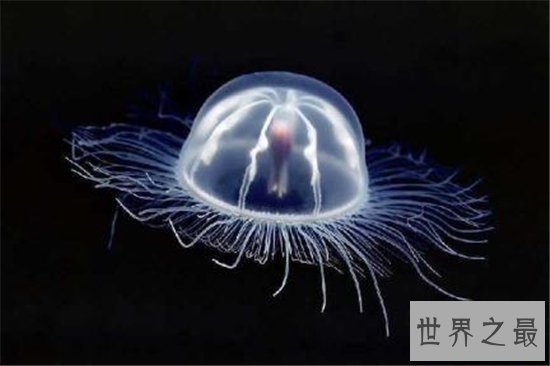 世界十大最危险的动物,短短数秒之内取走一个成年人的性命