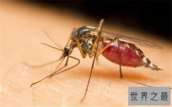 世界十大最危险的动物,短短数秒之内取走一个成年人的性命