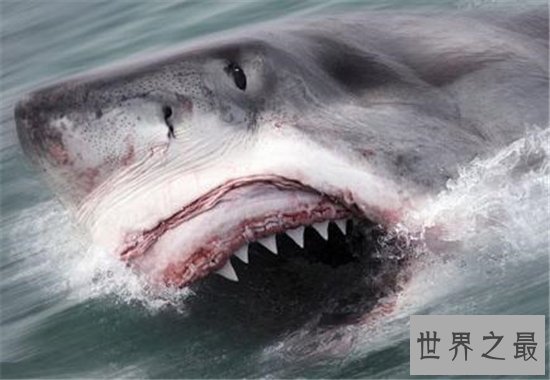 世界十大最危险的动物,短短数秒之内取走一个成年人的性命