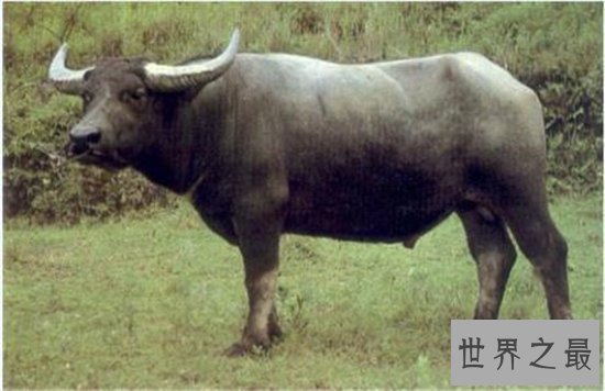 世界十大最危险的动物,短短数秒之内取走一个成年人的性命