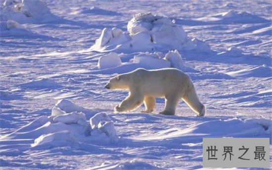 世界十大最危险的动物,短短数秒之内取走一个成年人的性命