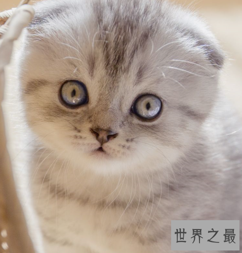 世界十大外表奇特的猫，长相怪异但招人喜欢。
