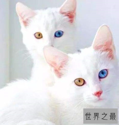 世界十大外表奇特的猫，长相怪异但招人喜欢。