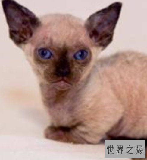 世界十大外表奇特的猫，长相怪异但招人喜欢。