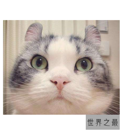 世界十大外表奇特的猫，长相怪异但招人喜欢。