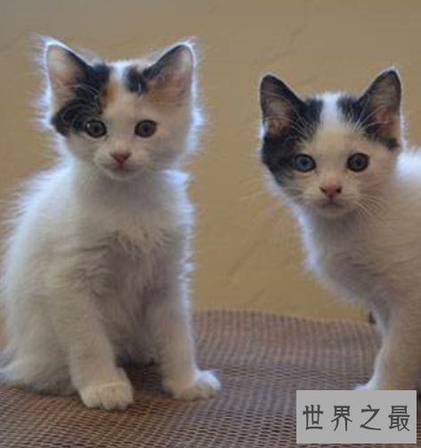 世界十大外表奇特的猫，长相怪异但招人喜欢。