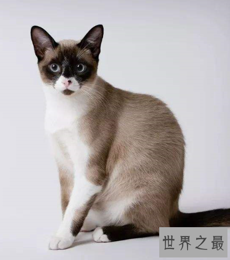 世界十大外表奇特的猫，长相怪异但招人喜欢。