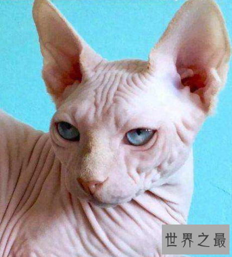 世界十大外表奇特的猫，长相怪异但招人喜欢。