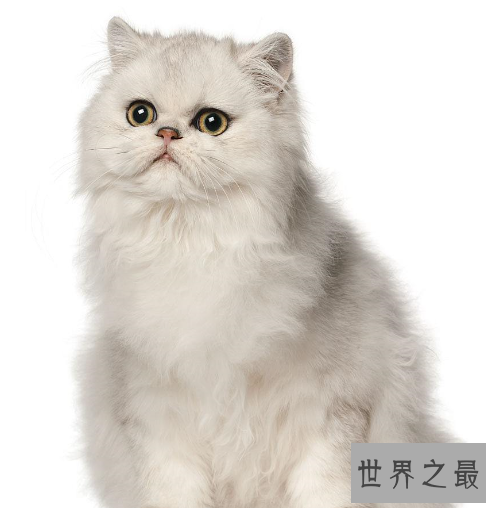 世界十大外表奇特的猫，长相怪异但招人喜欢。