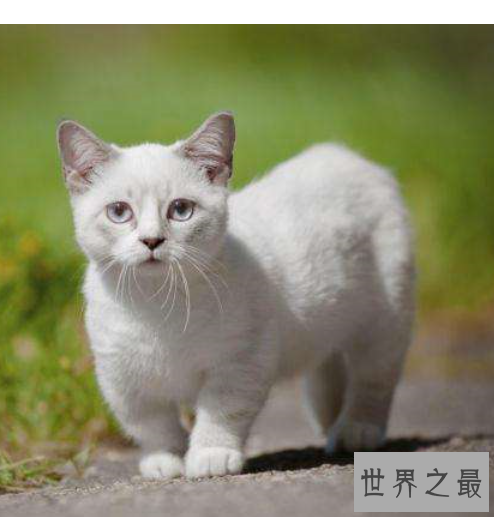 世界十大外表奇特的猫，长相怪异但招人喜欢。