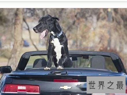 世界上最高大的狗,2.1米高的它内心其实挺温柔的。