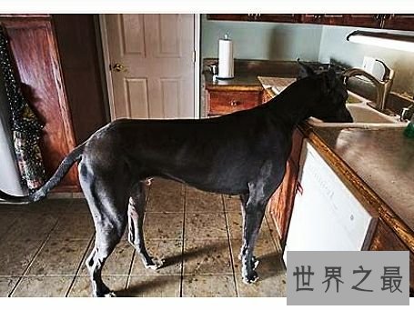世界上最高大的狗,2.1米高的它内心其实挺温柔的。
