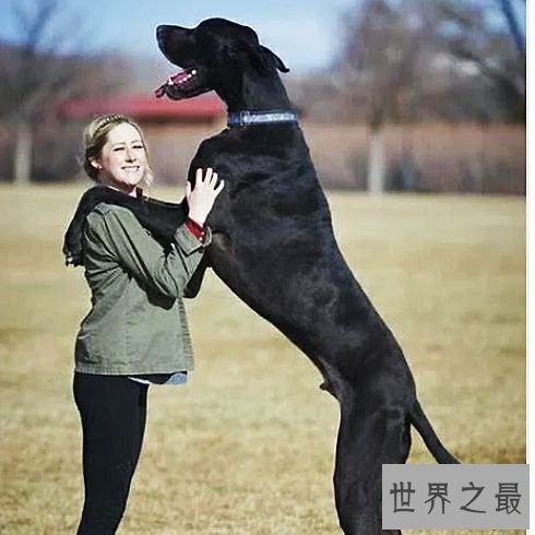 世界上最高大的狗,2.1米高的它内心其实挺温柔的。