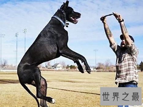 世界上最高大的狗,2.1米高的它内心其实挺温柔的。