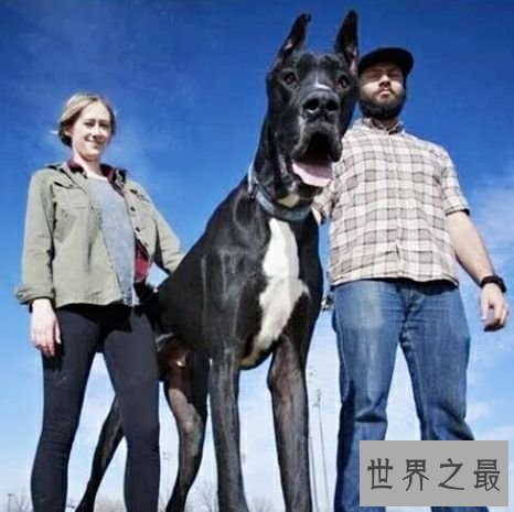 世界上最高大的狗,2.1米高的它内心其实挺温柔的。