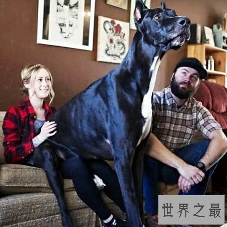 世界上最高大的狗,2.1米高的它内心其实挺温柔的。