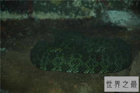 莽山烙铁头是濒临灭绝的物种，被咬伤会危及到生命