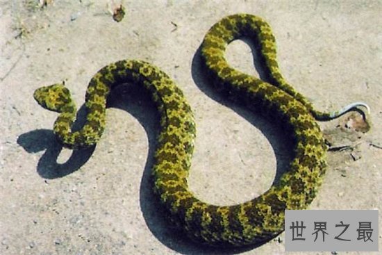 莽山烙铁头是濒临灭绝的物种，被咬伤会危及到生命