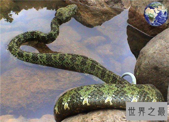 莽山烙铁头是濒临灭绝的物种，被咬伤会危及到生命