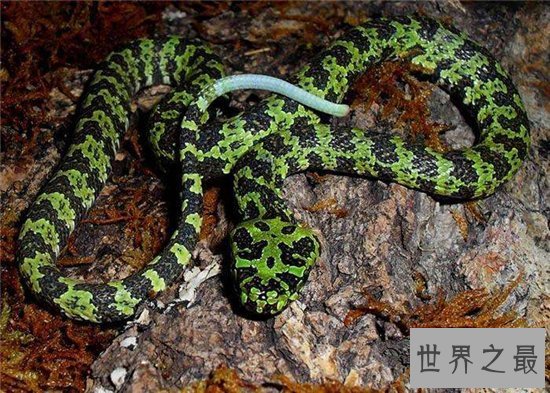 莽山烙铁头是濒临灭绝的物种，被咬伤会危及到生命