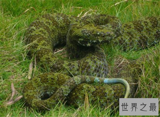 莽山烙铁头是濒临灭绝的物种，被咬伤会危及到生命