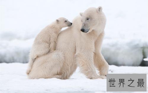 世界上10种最危险的狩猎动物,对人类威胁最大的是它!