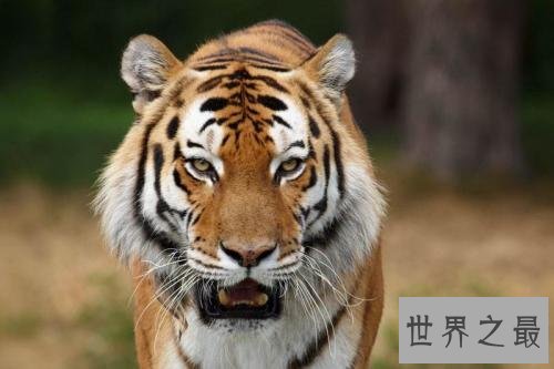 世界上10种最危险的狩猎动物,对人类威胁最大的是它!