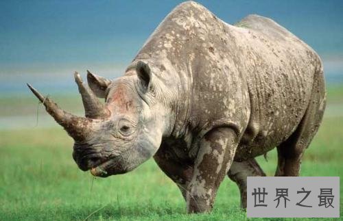 世界上10种最危险的狩猎动物,对人类威胁最大的是它!