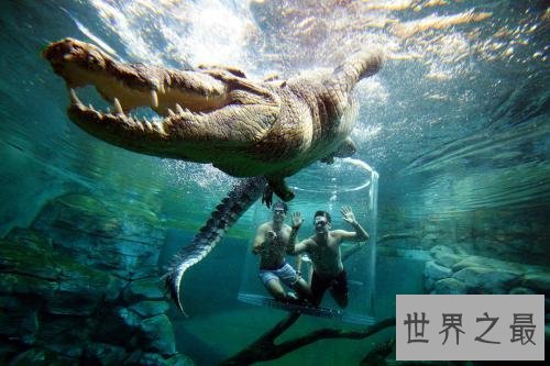 世界上10种最危险的狩猎动物,对人类威胁最大的是它!