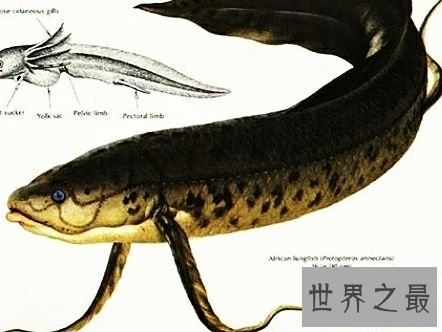 世界上生命力最强的鱼,这是一种会夏眠而且能在陆地上呼吸的鱼。