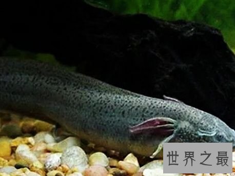 世界上生命力最强的鱼,这是一种会夏眠而且能在陆地上呼吸的鱼。