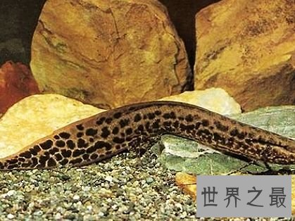 世界上生命力最强的鱼,这是一种会夏眠而且能在陆地上呼吸的鱼。
