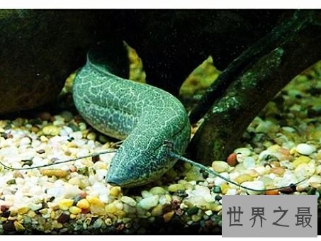 世界上生命力最强的鱼,这是一种会夏眠而且能在陆地上呼吸的鱼。
