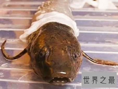 世界上生命力最强的鱼,这是一种会夏眠而且能在陆地上呼吸的鱼。