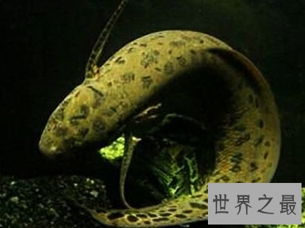 世界上生命力最强的鱼,这是一种会夏眠而且能在陆地上呼吸的鱼。